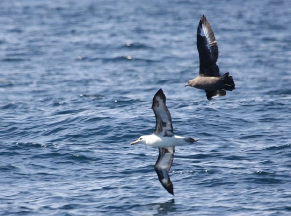 Laysan Albatross & South Polar Skua